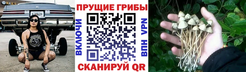 где купить наркотик мега вход Галлюциногенные грибы MAGIC MUSHROOMS Батайск